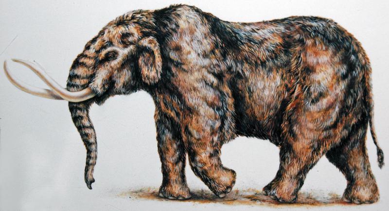 Side profile illustration of Mammut americanum (American mastodon)